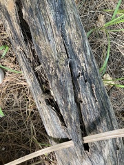 Psiloglonium stygium