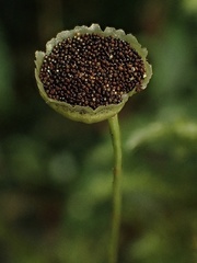 Elaphoglossum peltatum