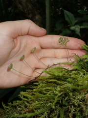 Elaphoglossum peltatum