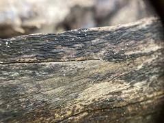 Psiloglonium stygium