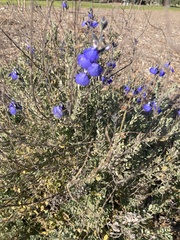 Salvia chamaedryoides