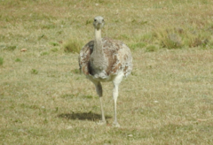 Rhea pennata
