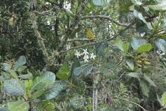 Ladenbergia macrocarpa