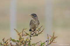 Turdus falcklandii magellanicus