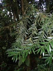 Podocarpus