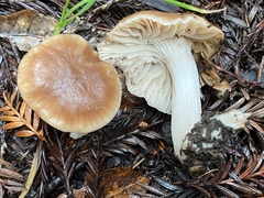 Cuphophyllus colemannianus