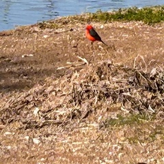 Pyrocephalus rubinus