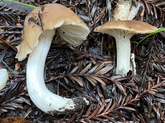 Cuphophyllus colemannianus