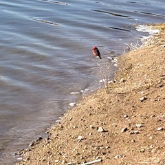 Pyrocephalus rubinus