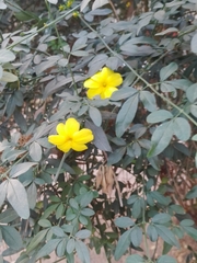 Jasminum mesnyi