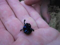 Geotrupidae