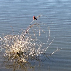 Pyrocephalus rubinus