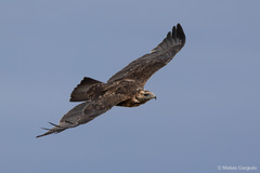 Geranoaetus melanoleucus australis