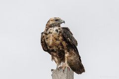 Geranoaetus melanoleucus australis