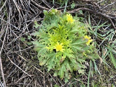 Sanicula arctopoides