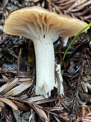 Cuphophyllus colemannianus