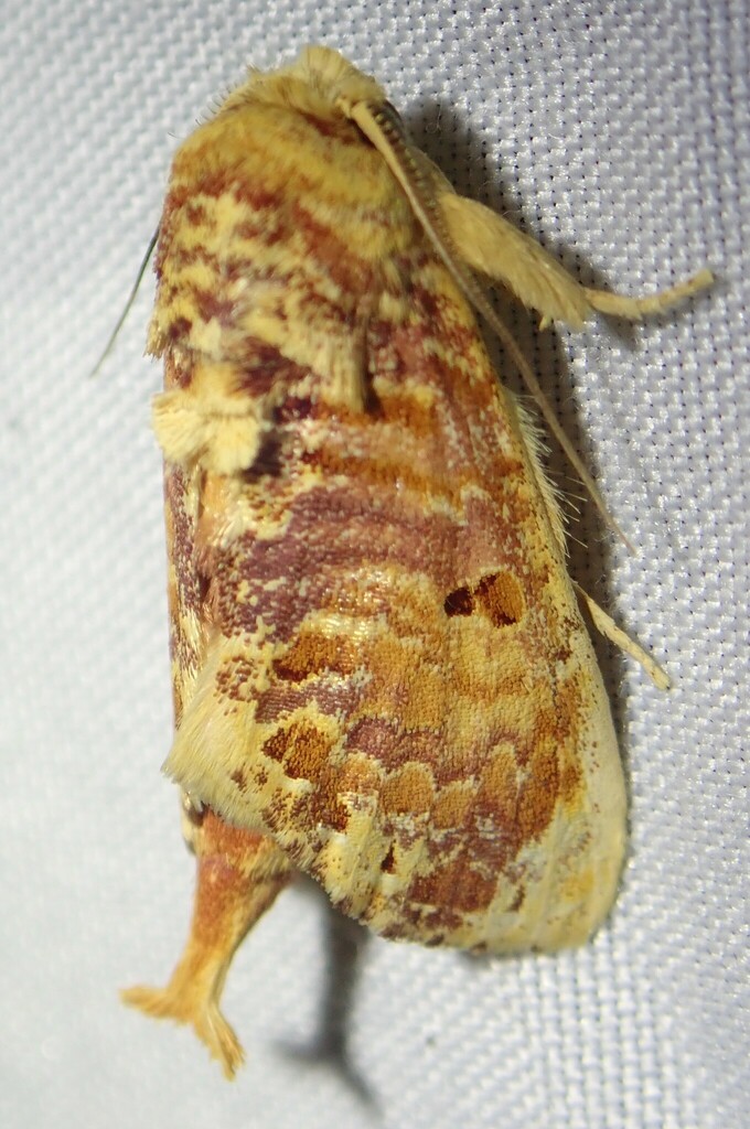 Magava multilinea