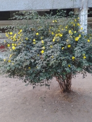 Jasminum mesnyi