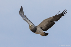 Geranoaetus melanoleucus australis