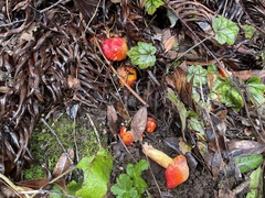 Hygrocybe laetissima