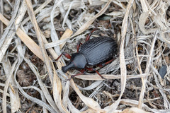 Cylydrorhinus angulatus