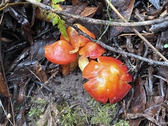 Hygrocybe laetissima