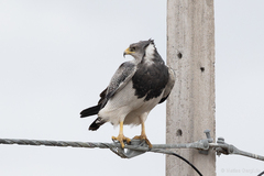 Geranoaetus melanoleucus australis