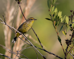 Setophaga palmarum hypochrysea