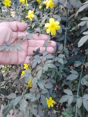 Jasminum mesnyi