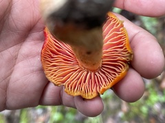 Hygrocybe laetissima