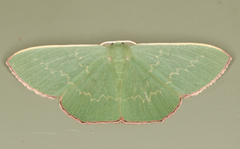 Prasinocyma semicrocea