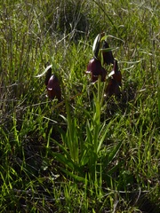 Fritillaria biflora