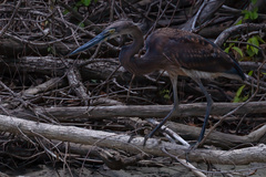 Ardea sumatrana