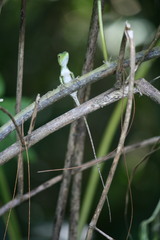 Pseudocalotes tympanistriga