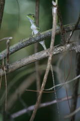 Pseudocalotes tympanistriga