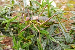 Parasteropleurus balearicus