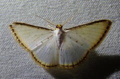 Leuciris fimbriaria