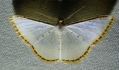Leuciris fimbriaria