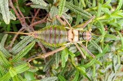 Parasteropleurus balearicus