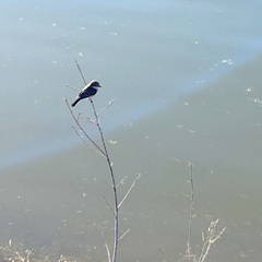 Pyrocephalus rubinus