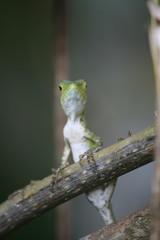 Pseudocalotes tympanistriga