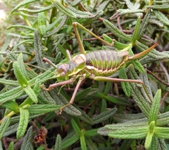 Parasteropleurus balearicus