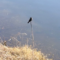 Pyrocephalus rubinus