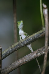 Pseudocalotes tympanistriga