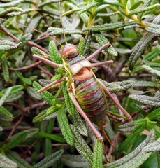 Parasteropleurus balearicus