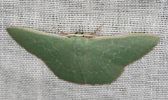 Prasinocyma semicrocea