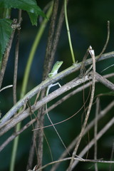 Pseudocalotes tympanistriga