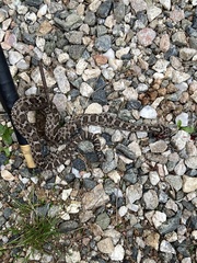 Bothrops ammodytoides