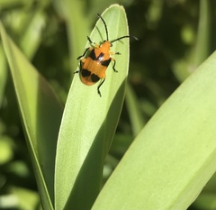 Stethopachys formosa