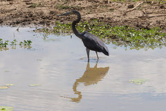 Ardea sumatrana